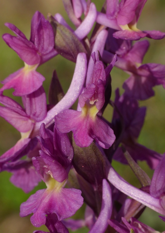 Dactylorhiza romana e prime fioriture tra Lazio e Campania - marzo 2023.